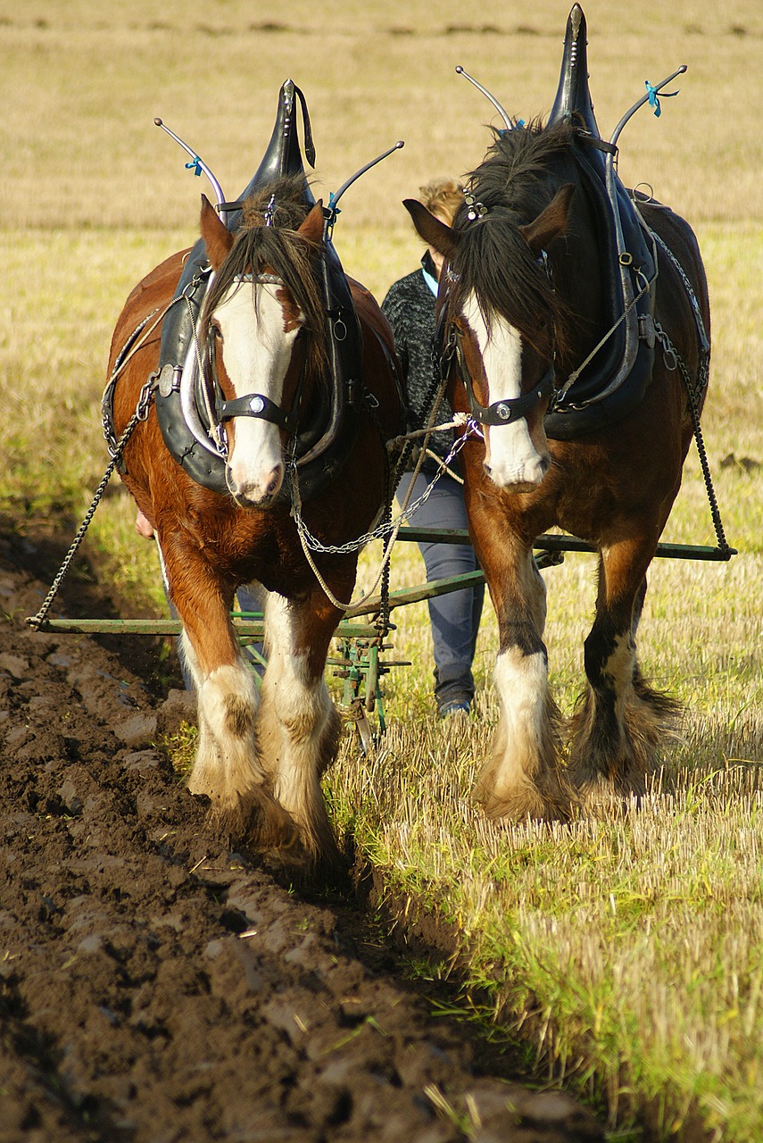 ploughing  horse  field free photo