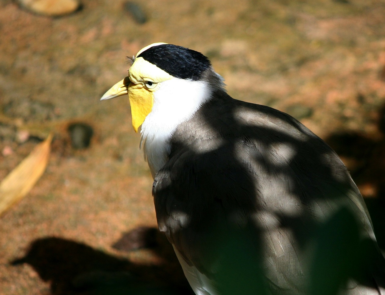 plover bird charadrius free photo