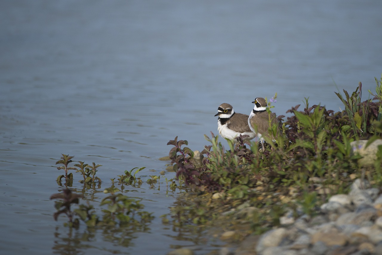 plovers bird pond free photo