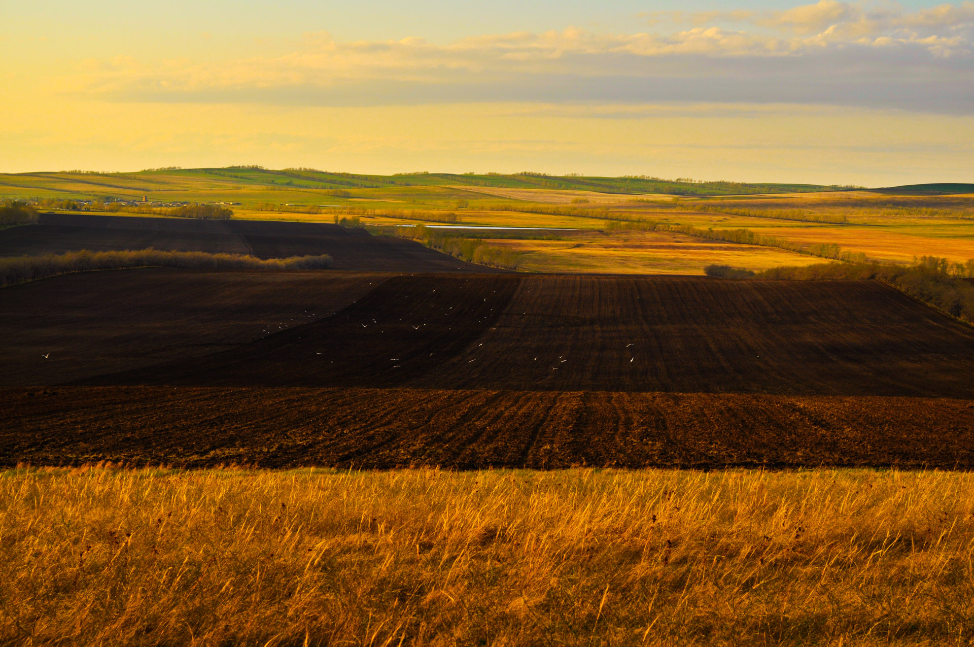 sunset field agriculture free photo