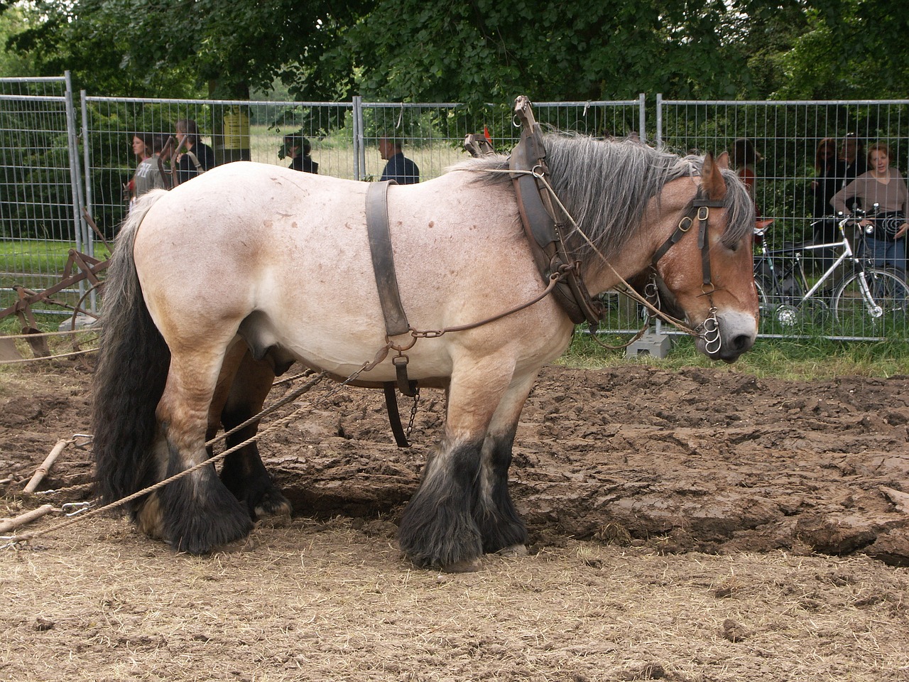 plowhorse horse work free photo