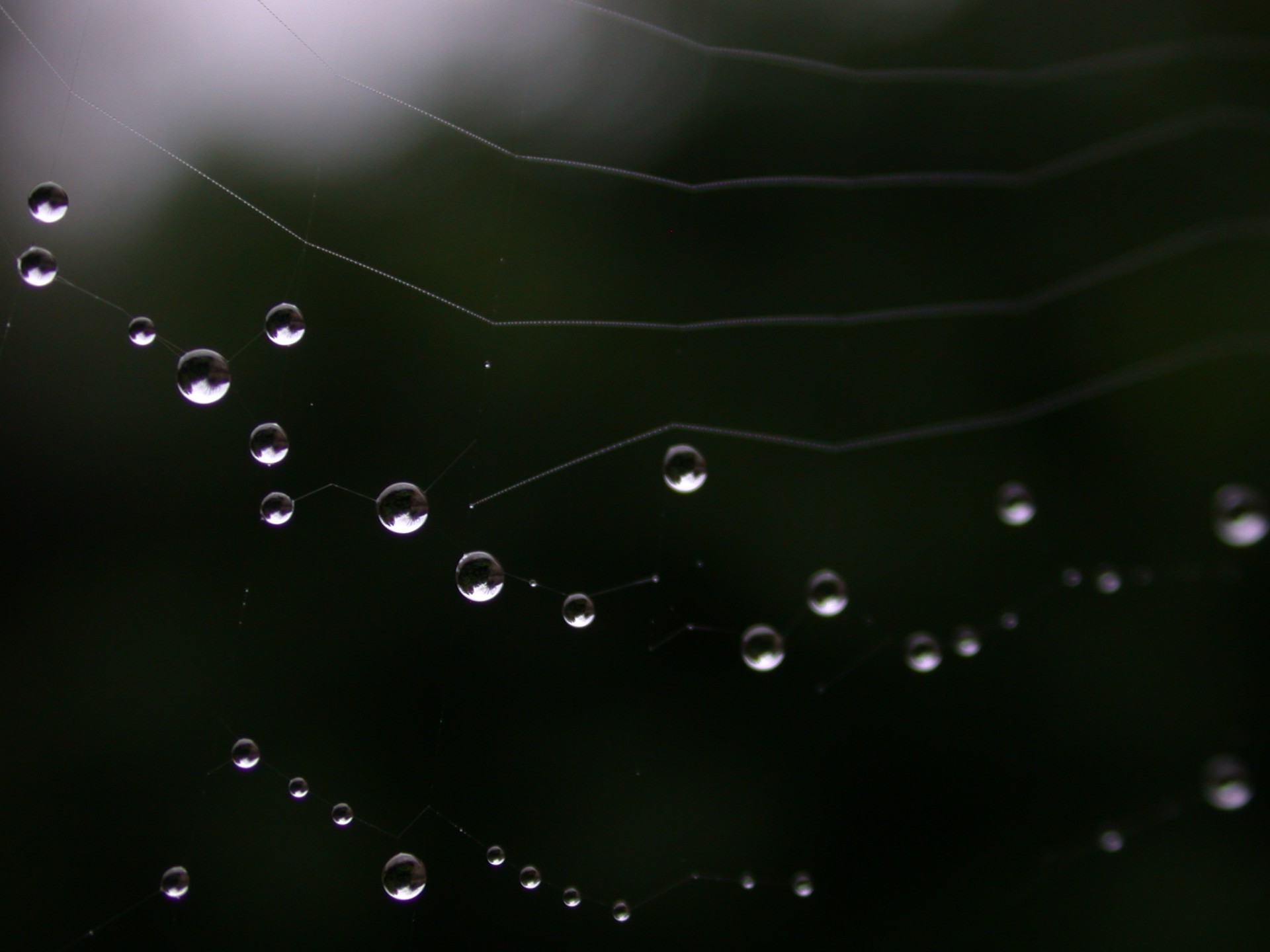 rain dew spider free photo