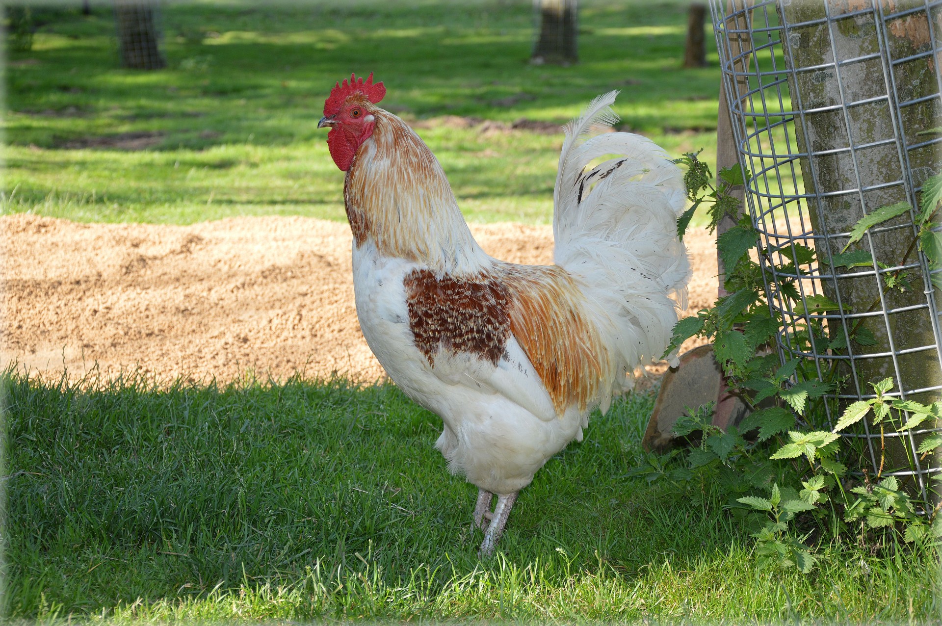 chicken rooster poultry free photo