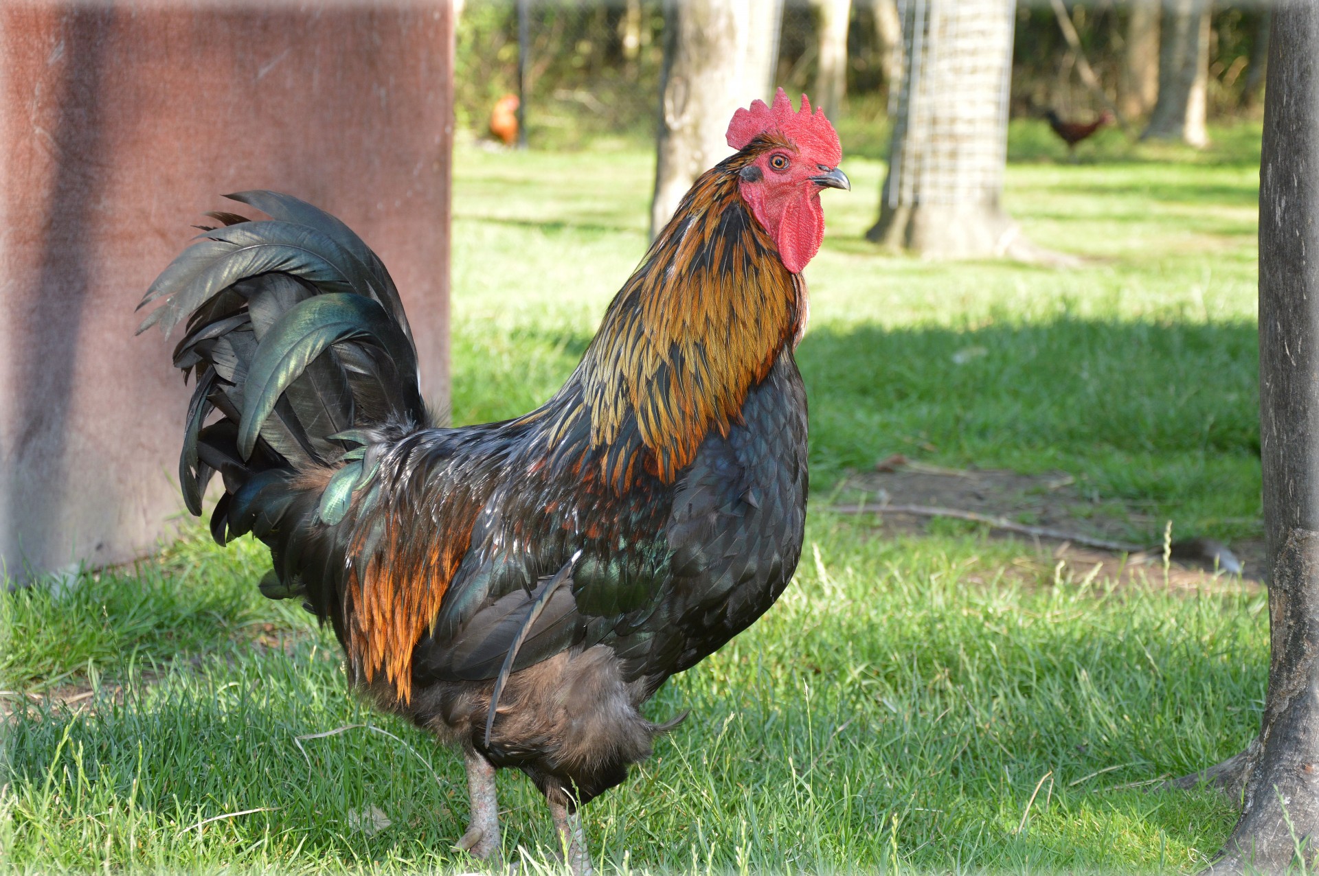 chicken rooster poultry free photo