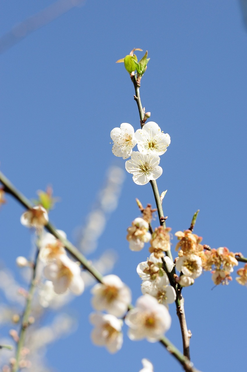 plum plum blossom flower free photo