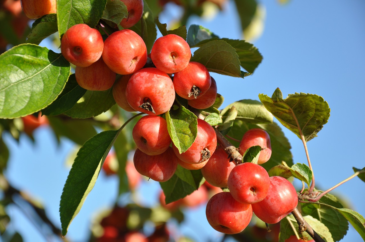 plum fruit fruit tree free photo