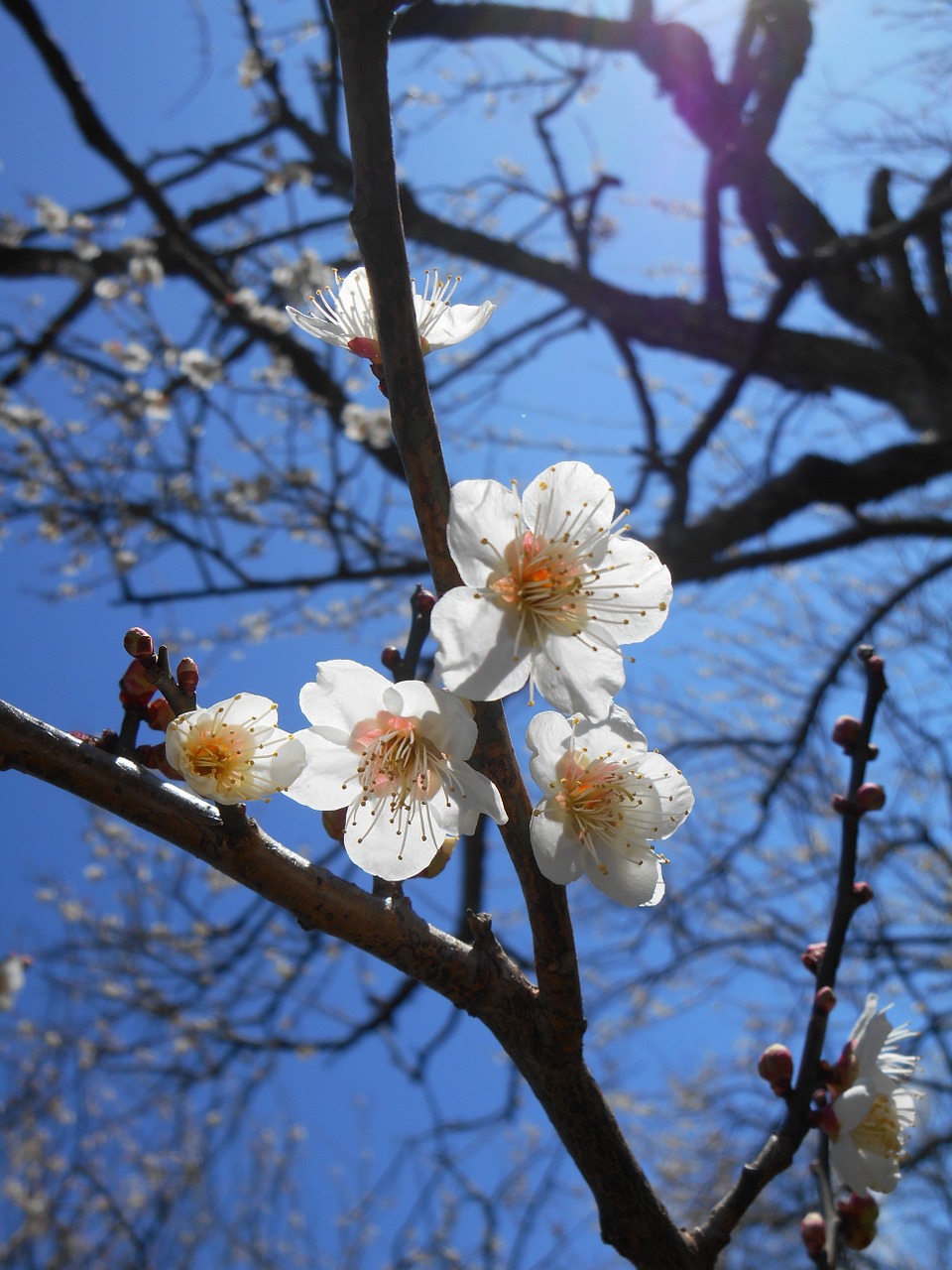 plum white plum blossoms flowers of early spring free photo