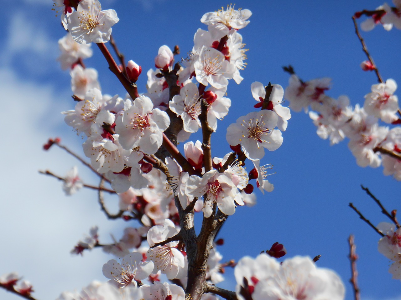plum white plum blossoms white plum free photo