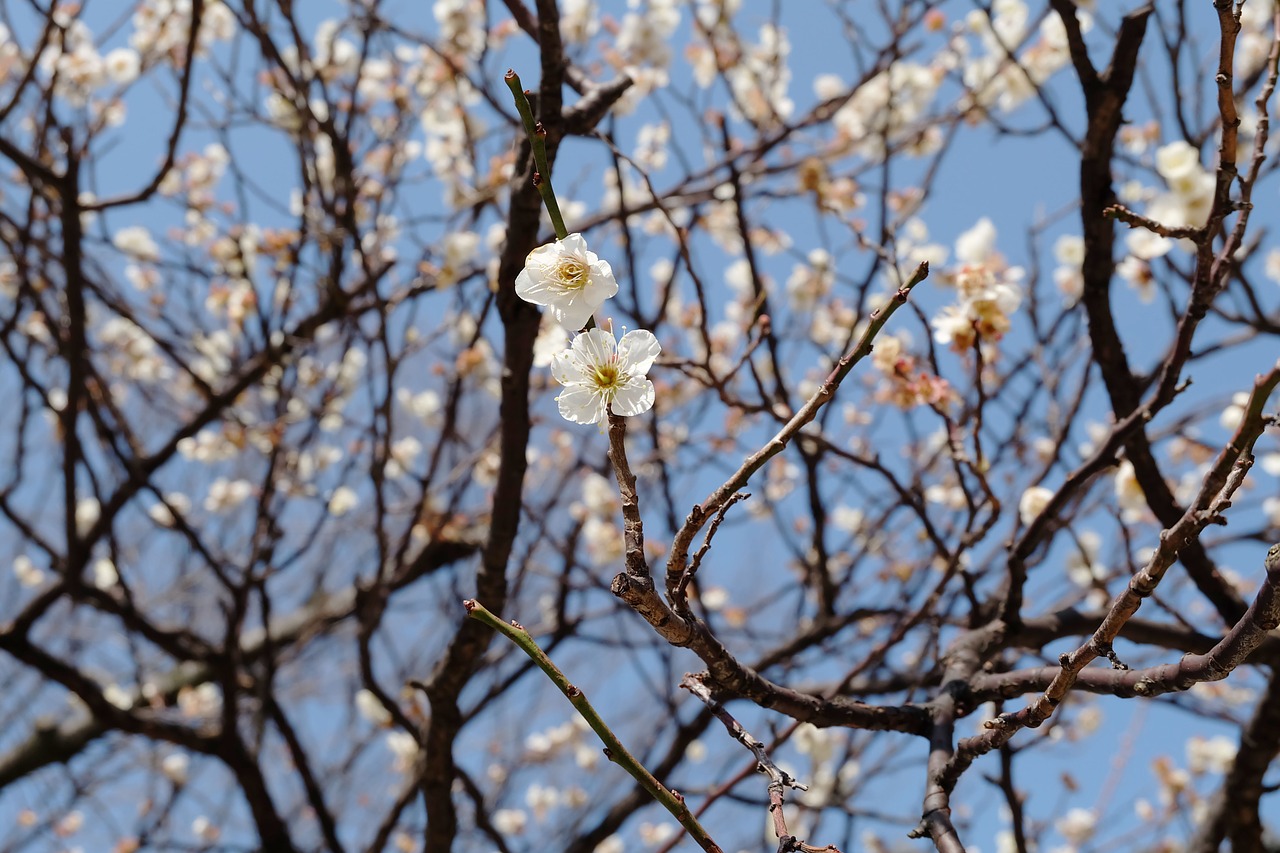 plum flower tokyo free photo