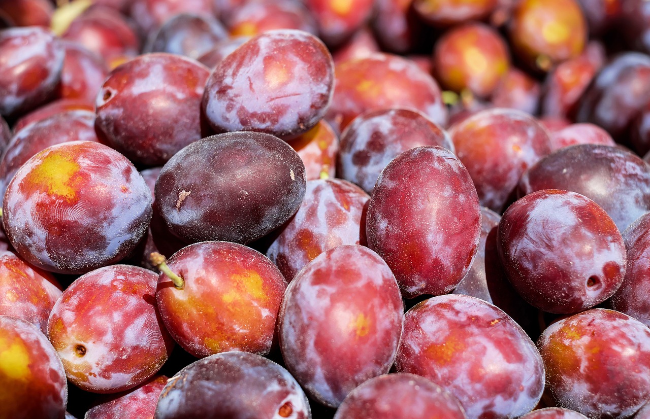 plum fruit fruits free photo