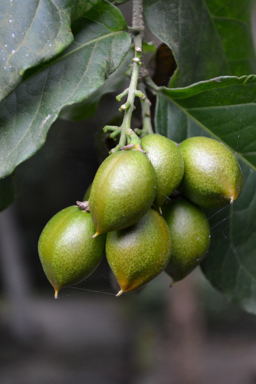 plum dubai plum green fruit free photo