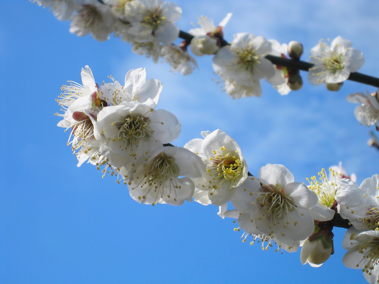 plum soga plum odawara free photo