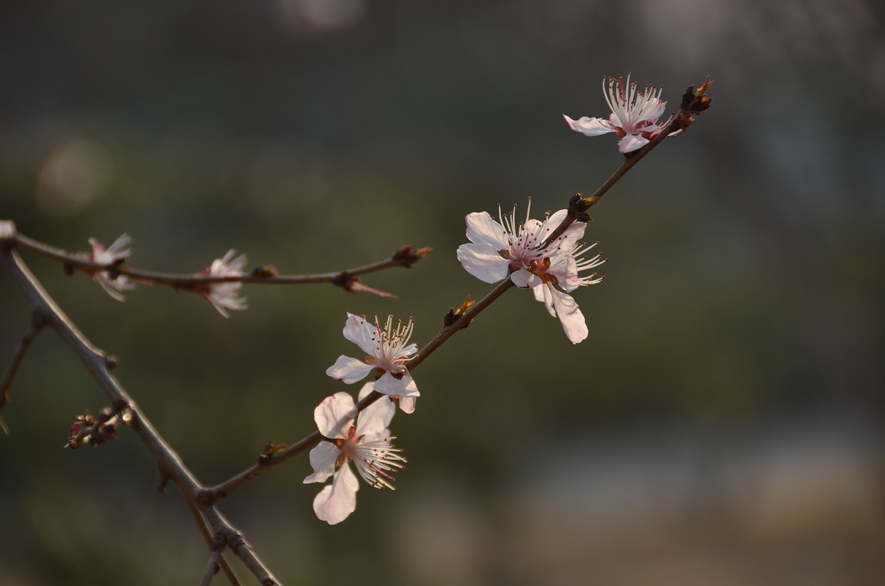 plum branch white blossom free photo