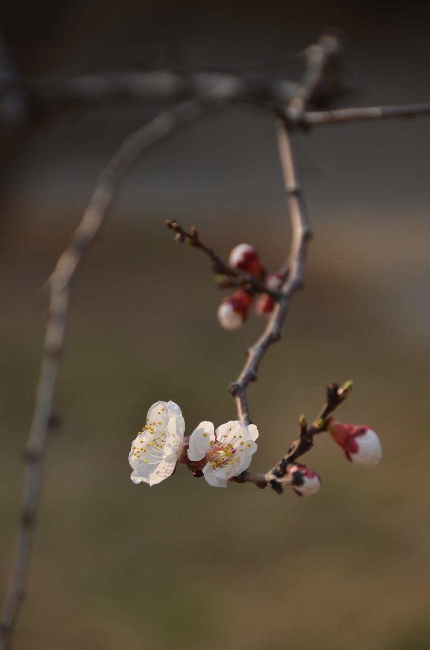 plum branch white blossom free photo