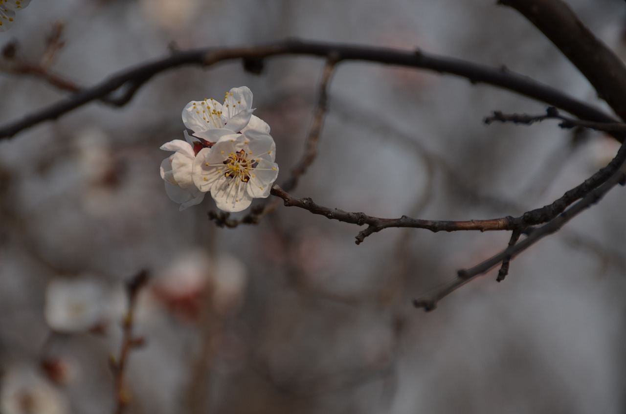 plum branch white blossom free photo