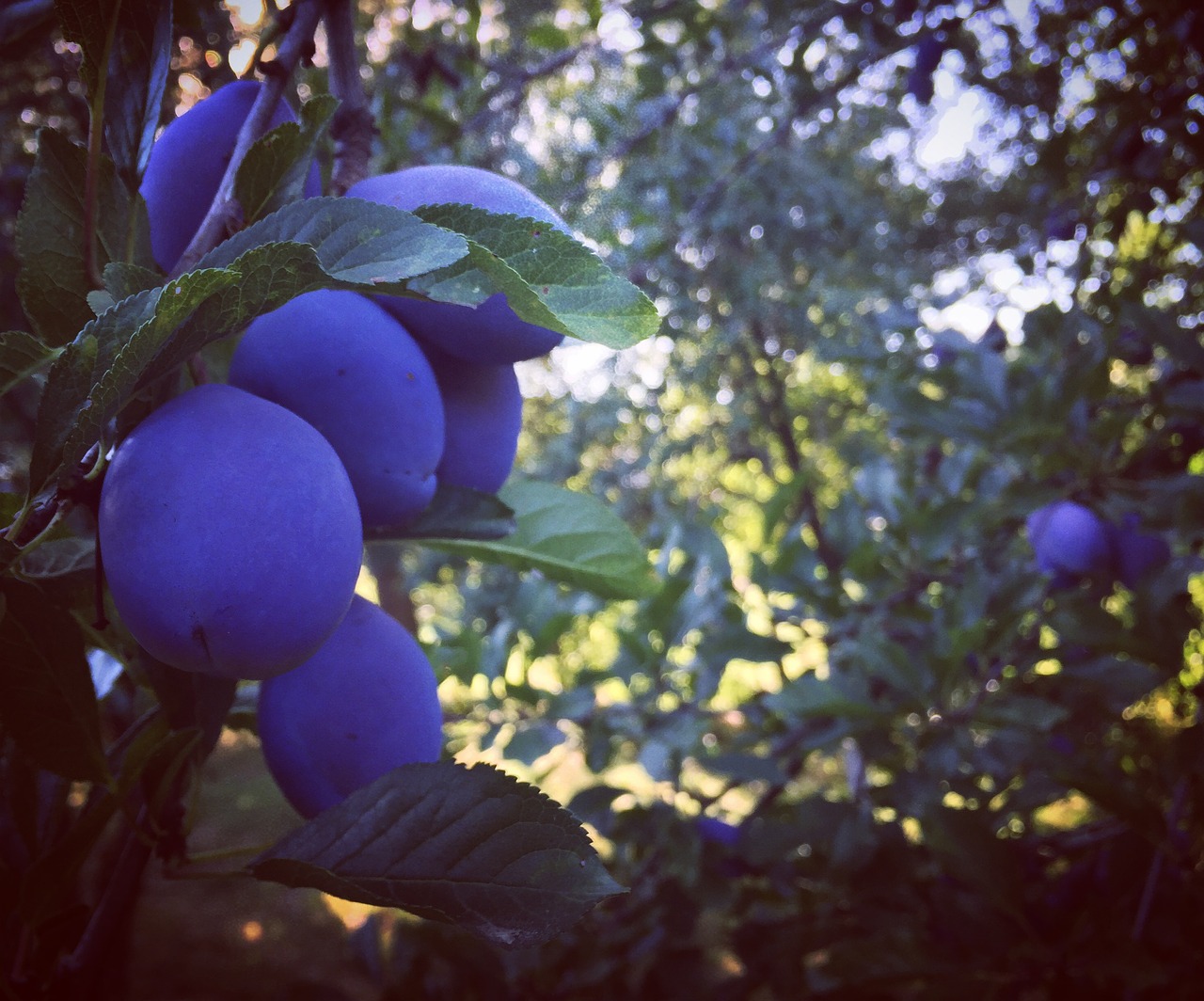 plum nature fruit free photo