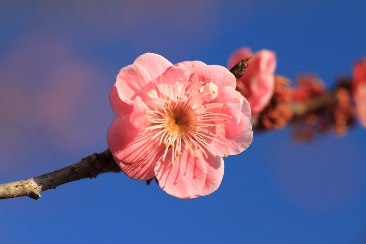 plum flowers pink free photo