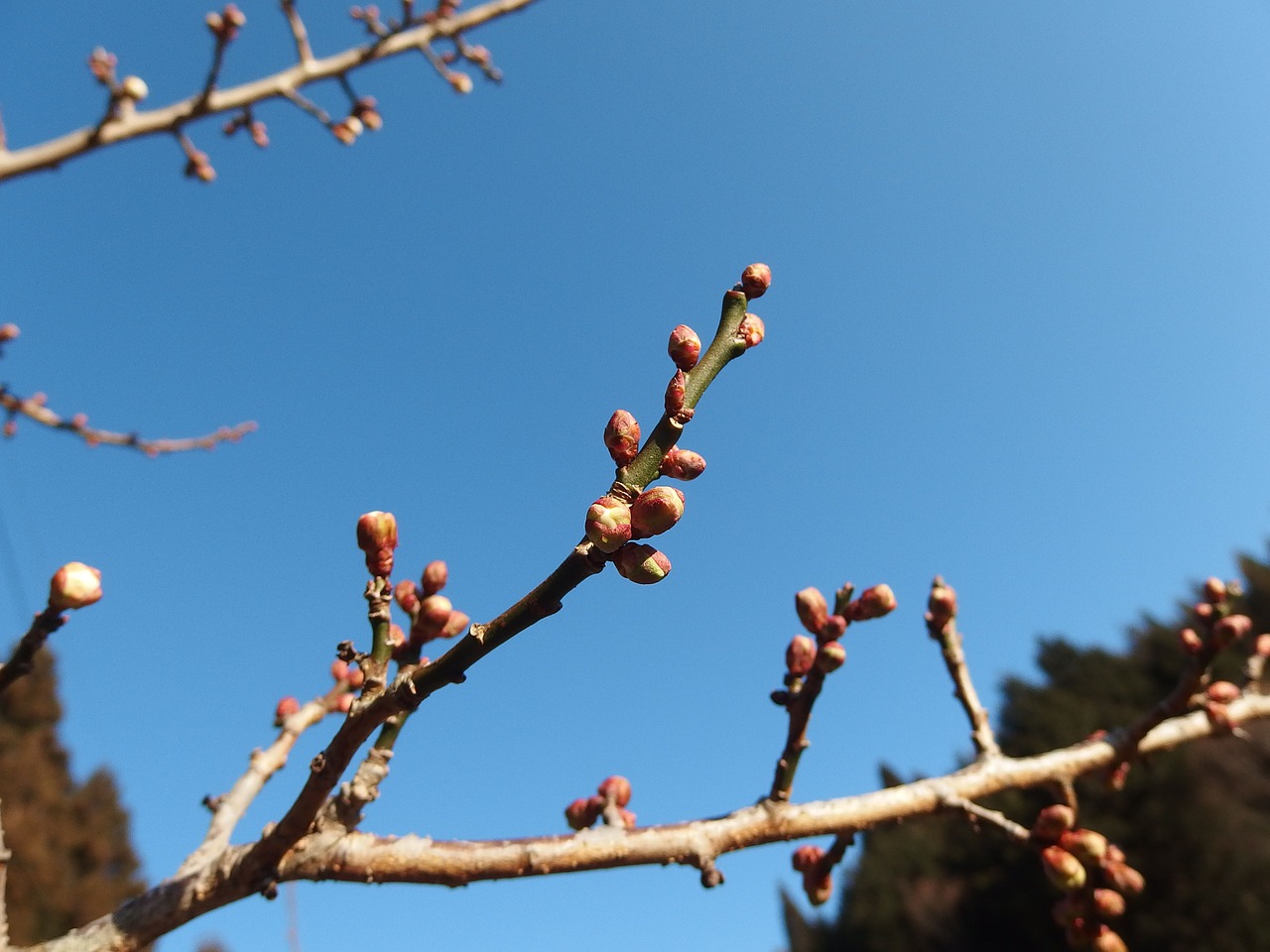 plum blue sky spring free photo