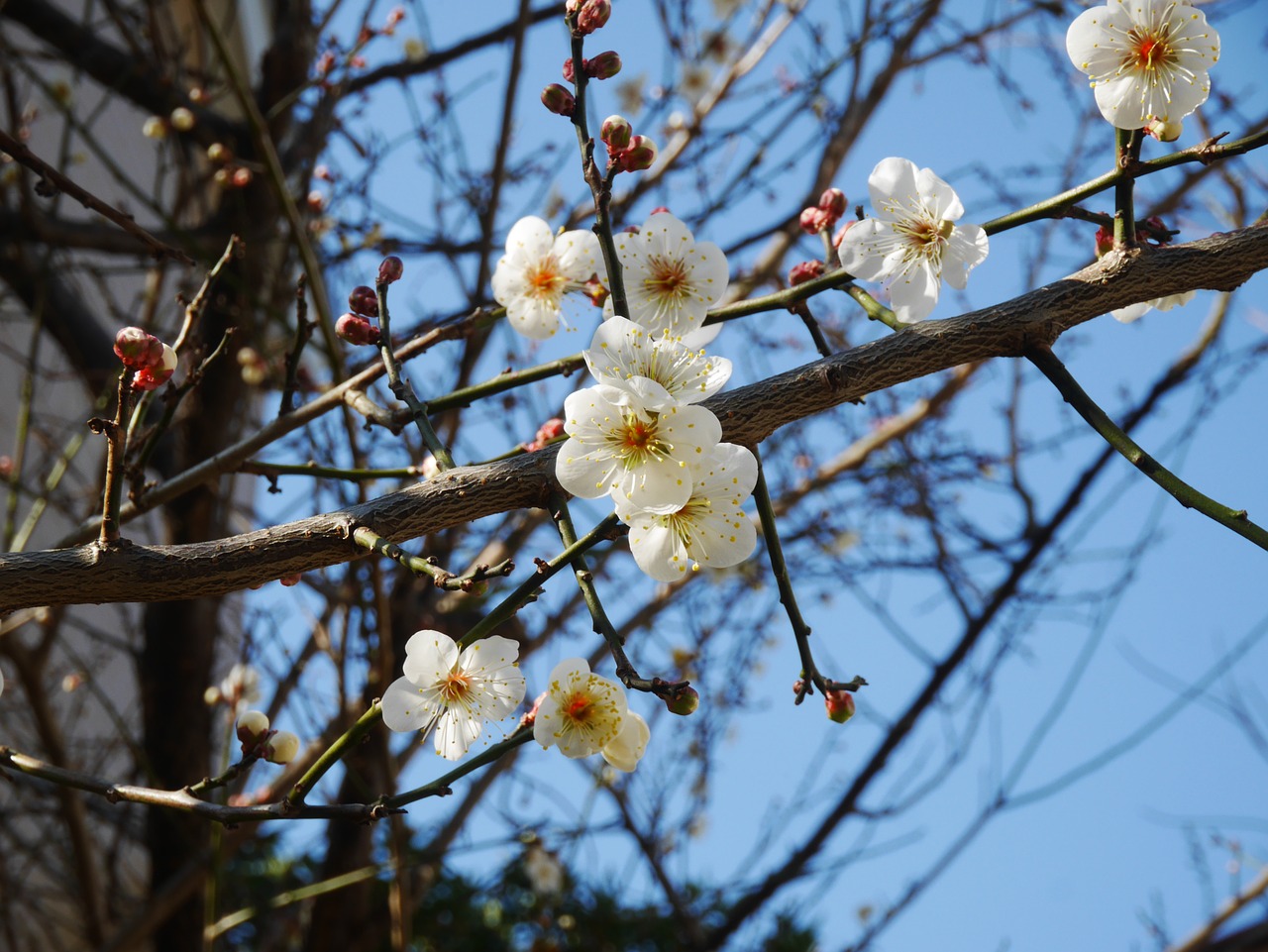 plum blue sky flowers free photo