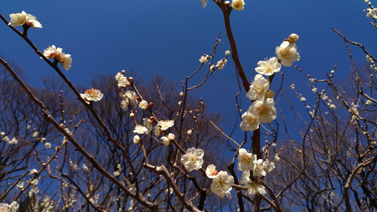 plum white flowers spring free photo