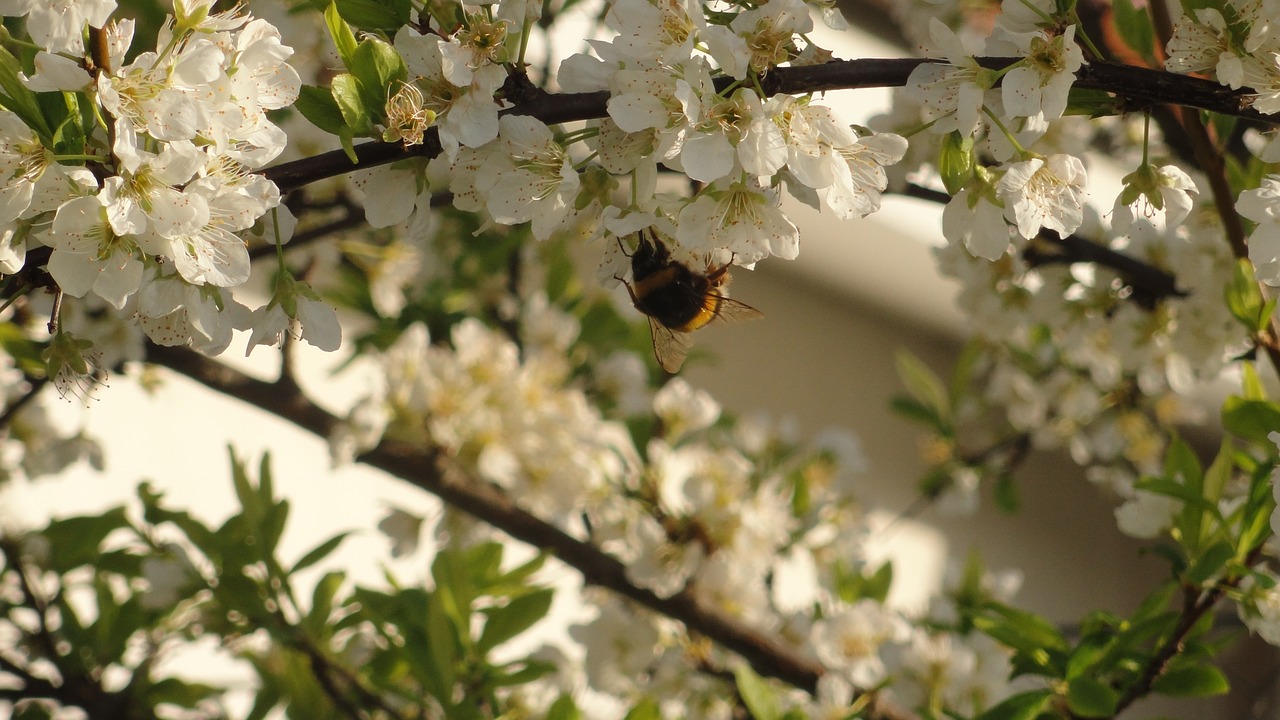 plum bee flower free photo