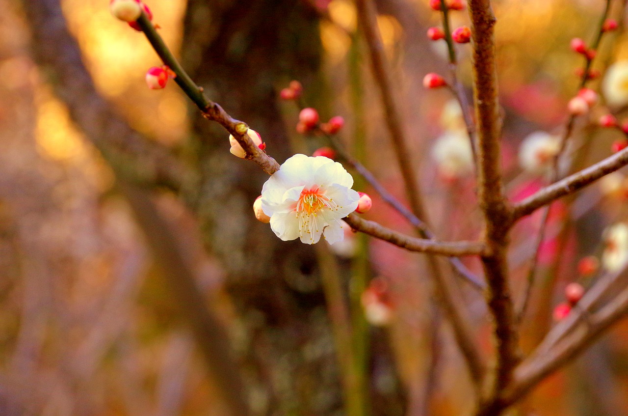 plum japan flowers free photo