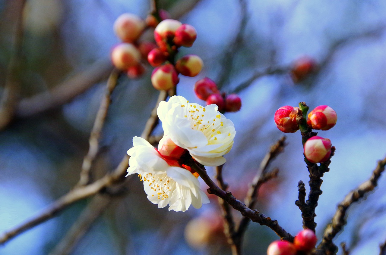 plum japan spring free photo