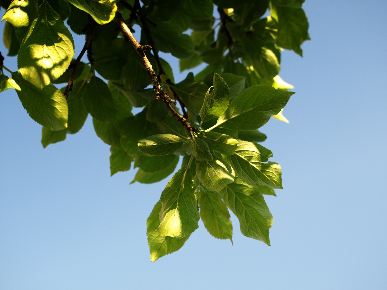 plum foliage sad free photo