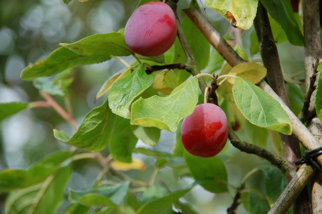 plum summer fruit free photo