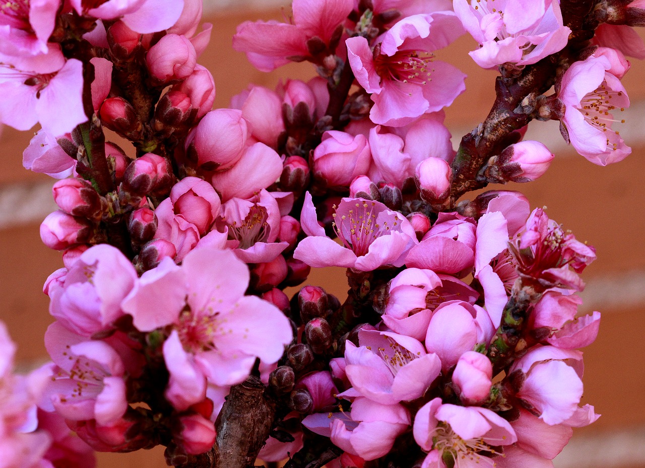 plum blossom pink free photo