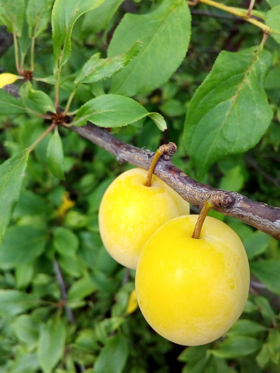 plum fruit summer free photo