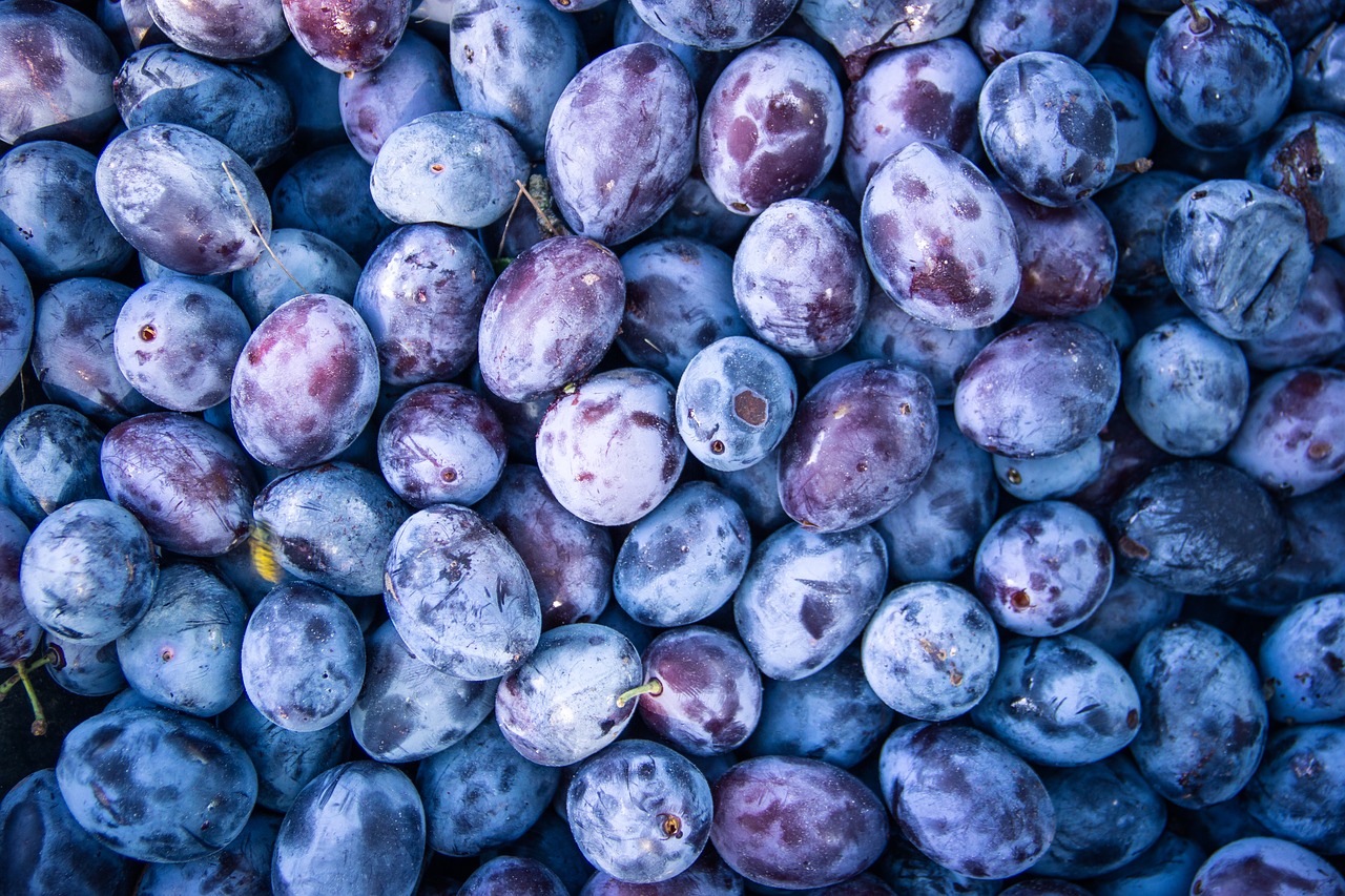 plum fruit food free photo