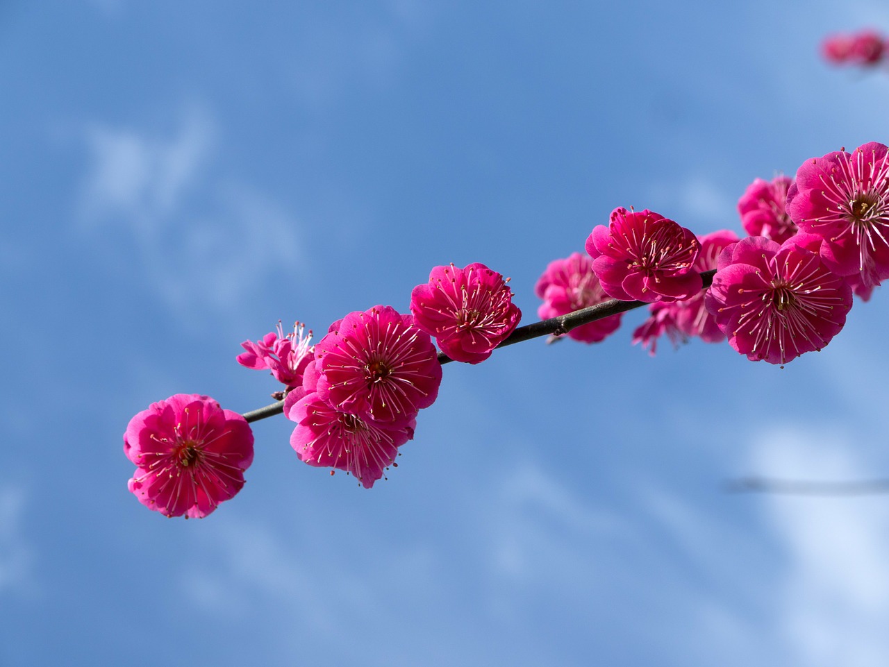 plum spring plum blossoms free photo