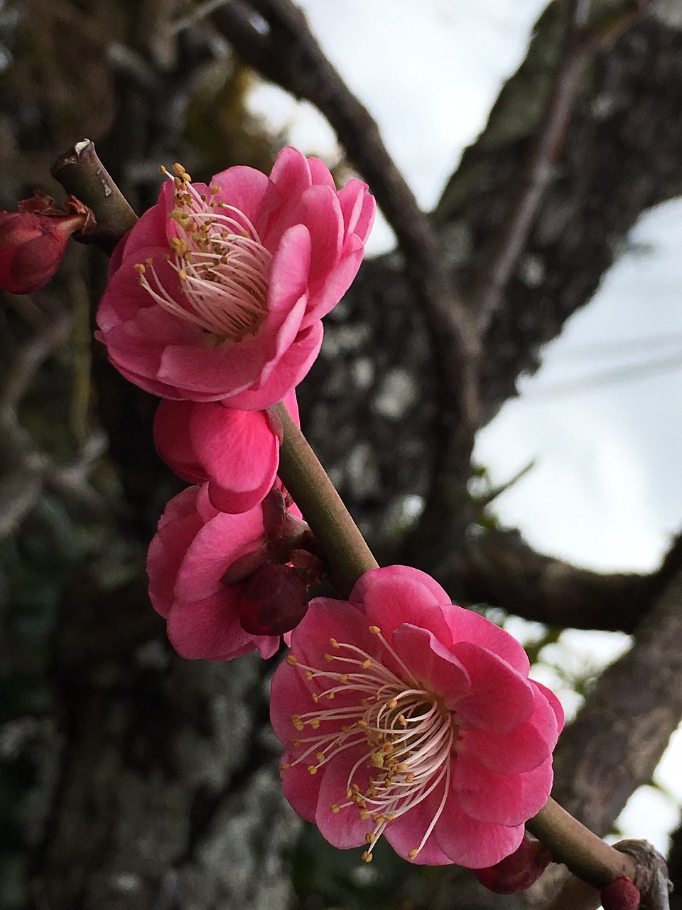 plum cherry blossom viewing pink free photo