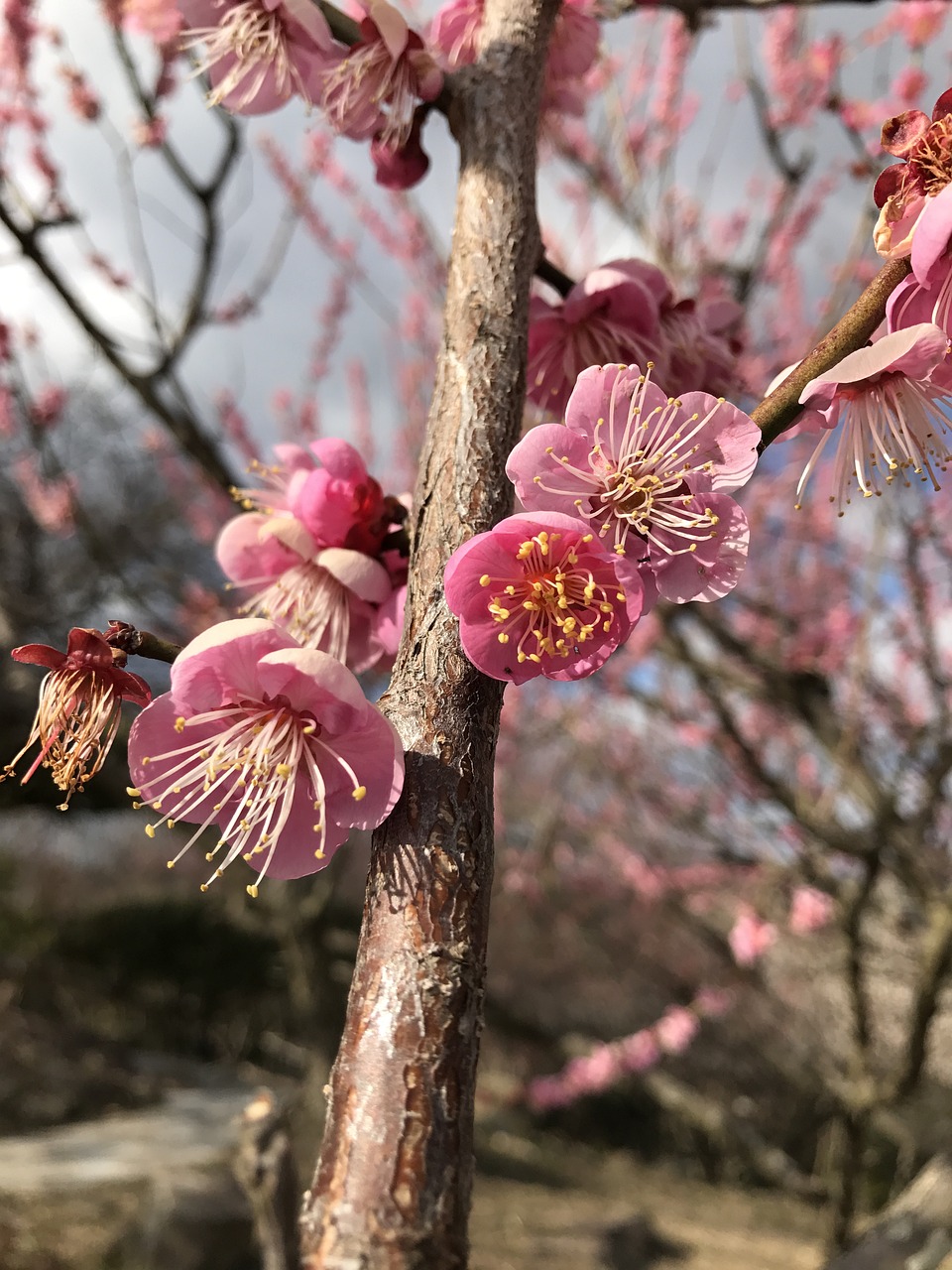 plum winter flowers free photo