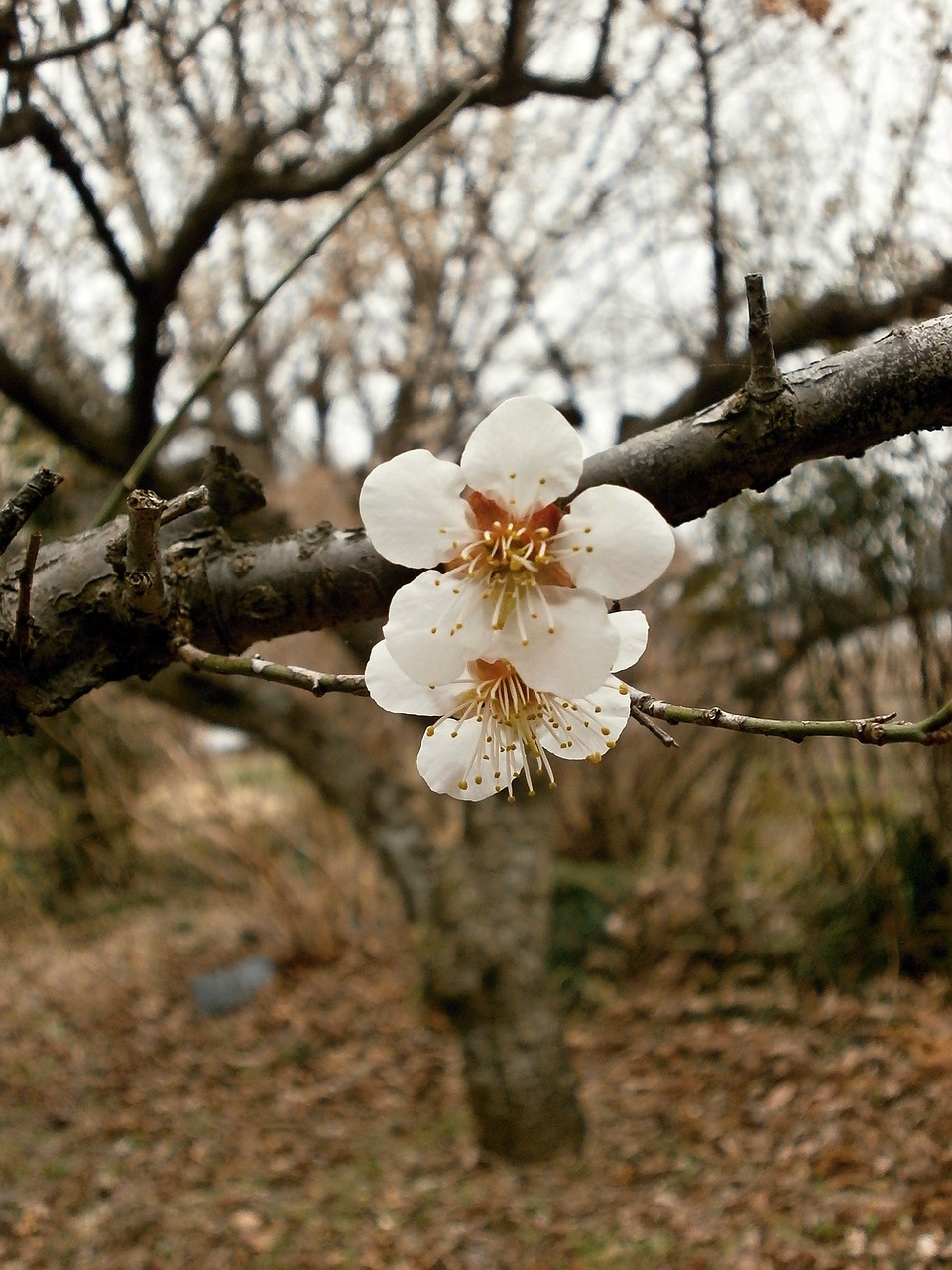 plum plum blossoms spring free photo