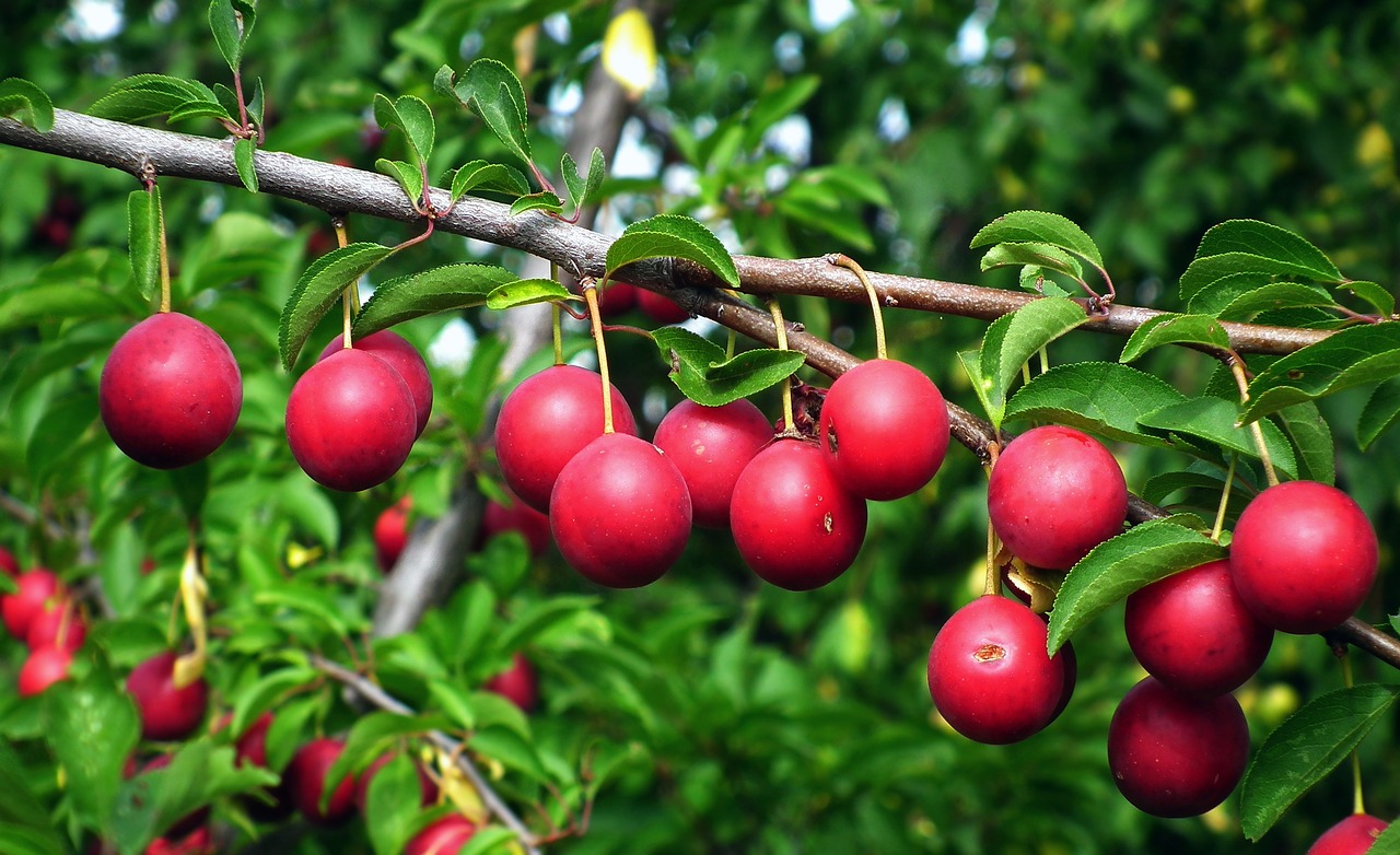 plum  tree  branch free photo