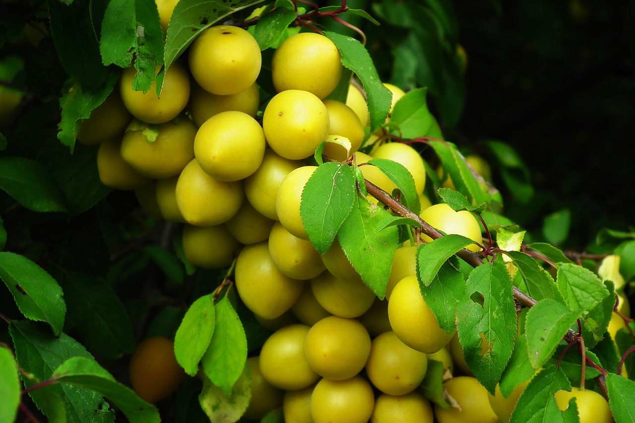 plum  fruit  yellow free photo