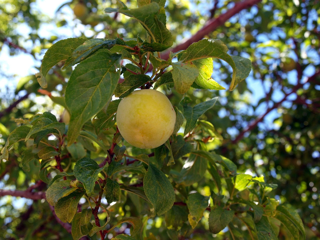 plum  tree plums  ripe fruit free photo
