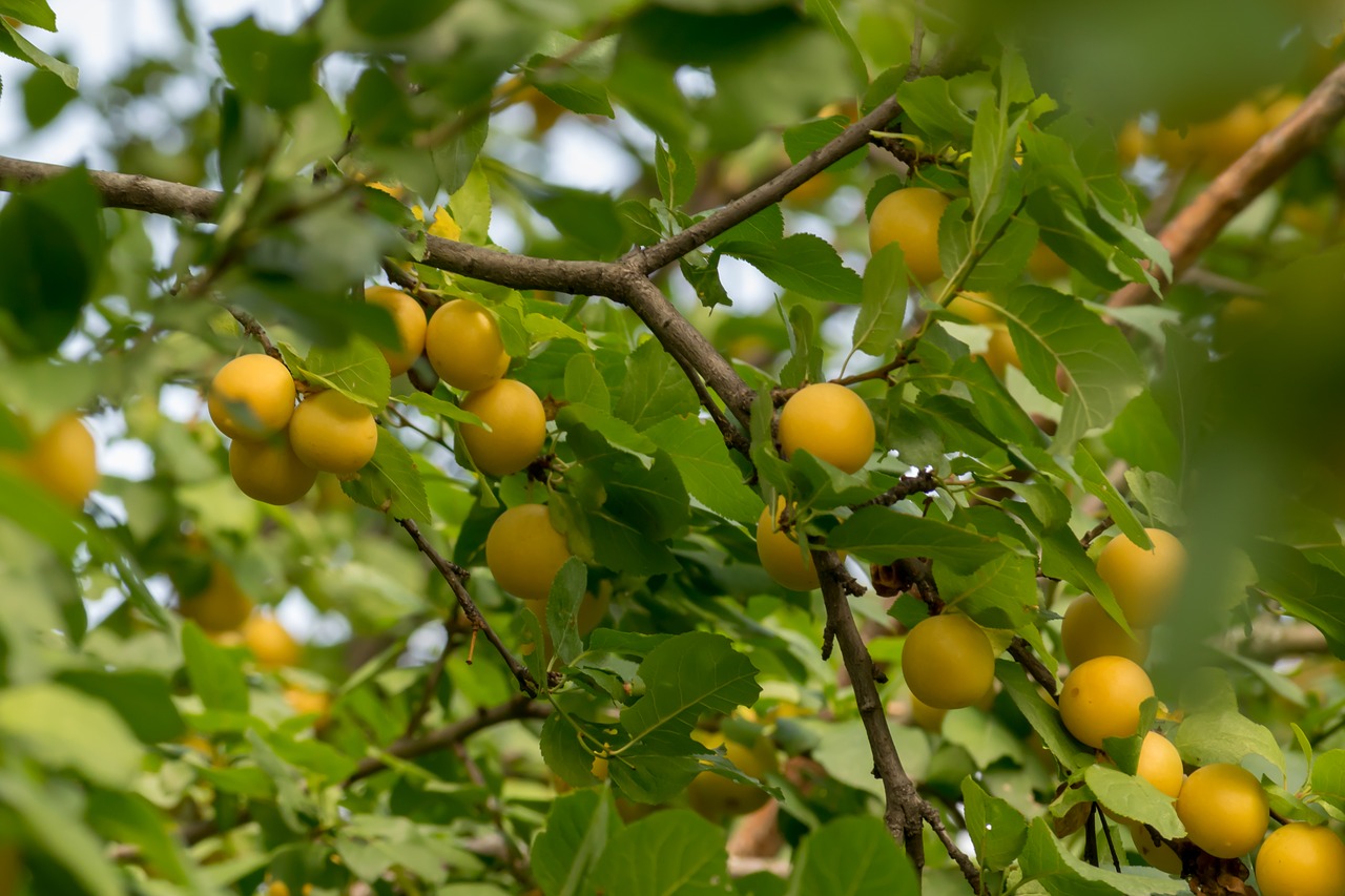 plum  fruit  food free photo