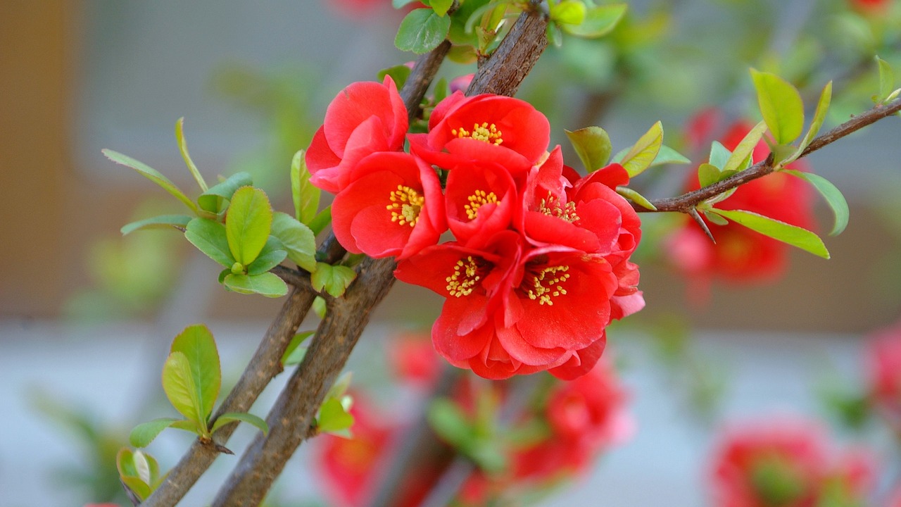 plum  flowers  spring free photo