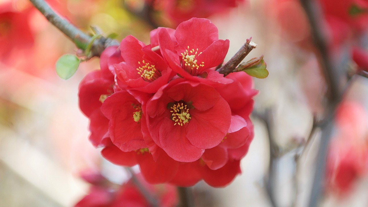 plum  flowers  spring free photo