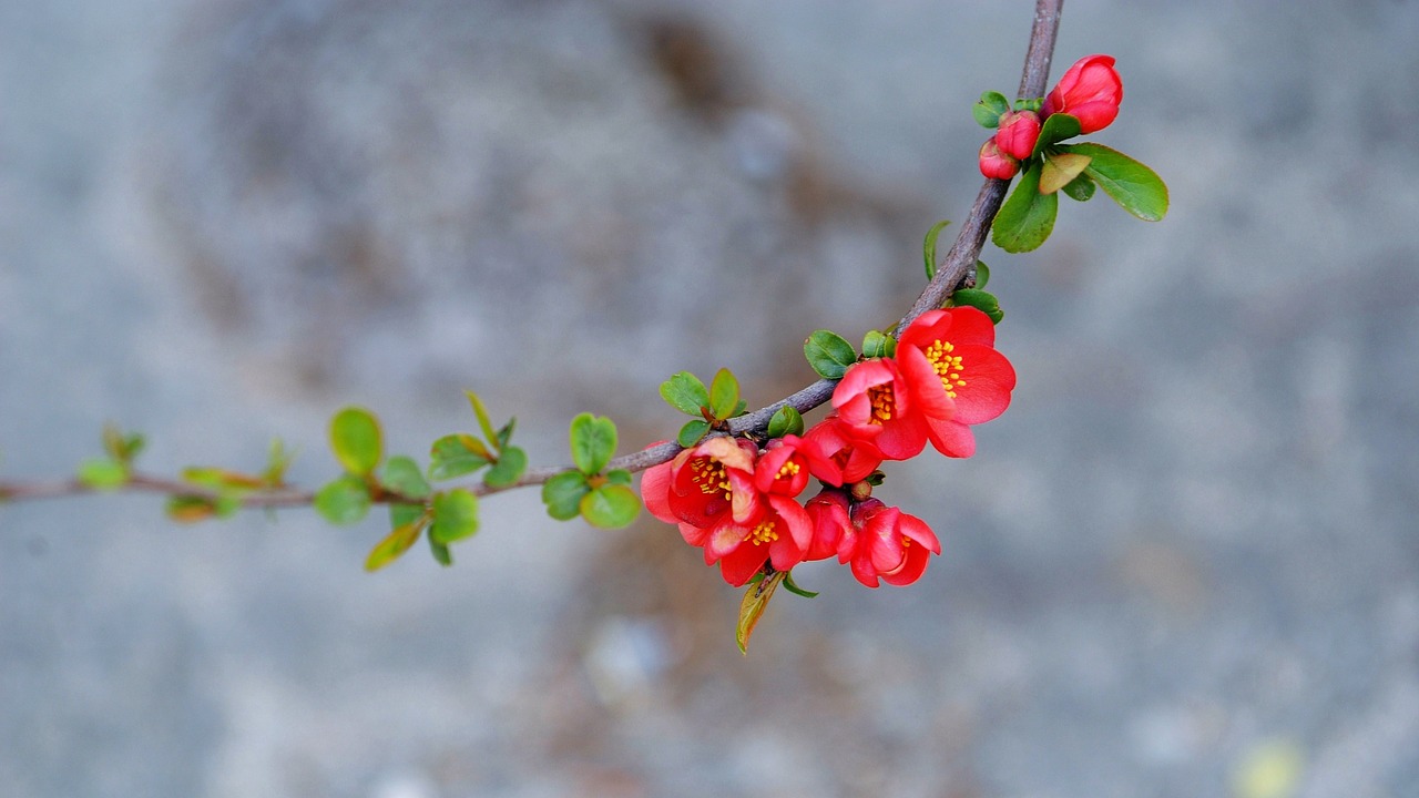 plum  flowers  spring free photo