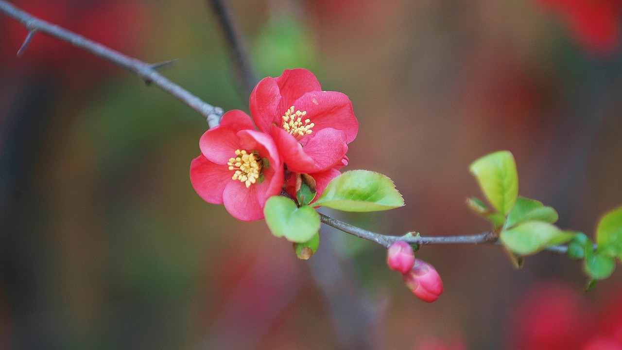 plum  flowers  spring free photo