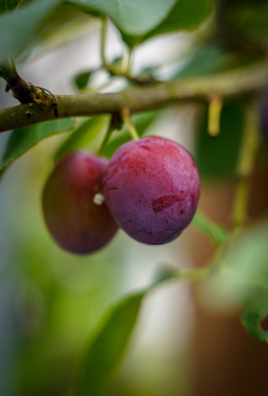 plum  ripe plums  violet free photo