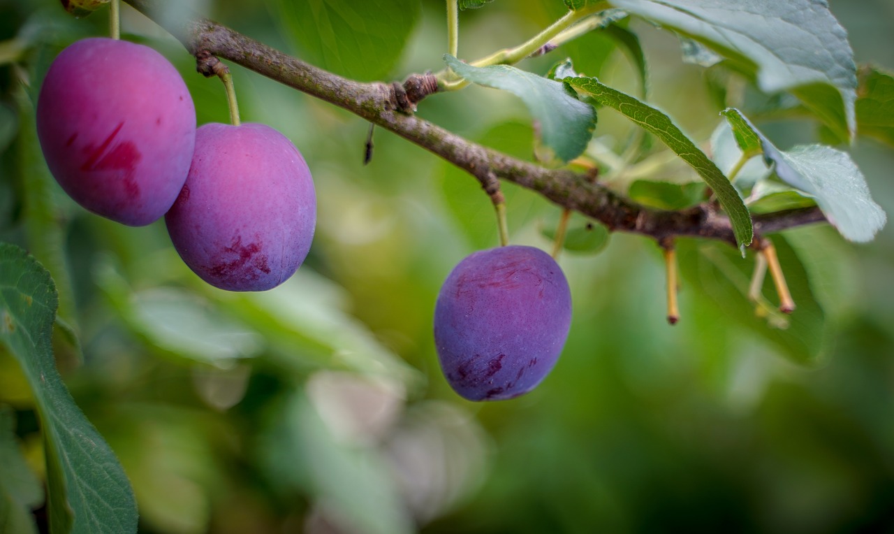 plum  ripe plums  violet free photo