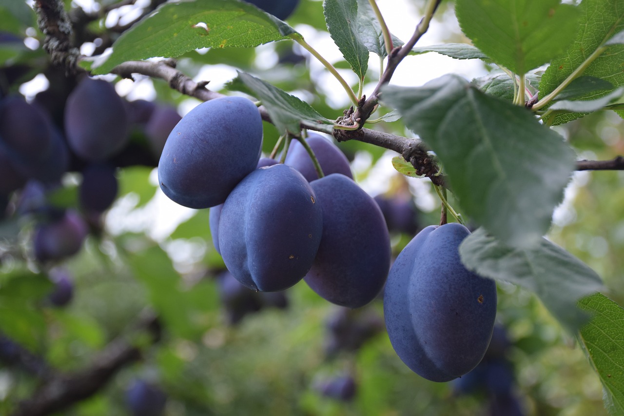 plum  tree  fruit free photo