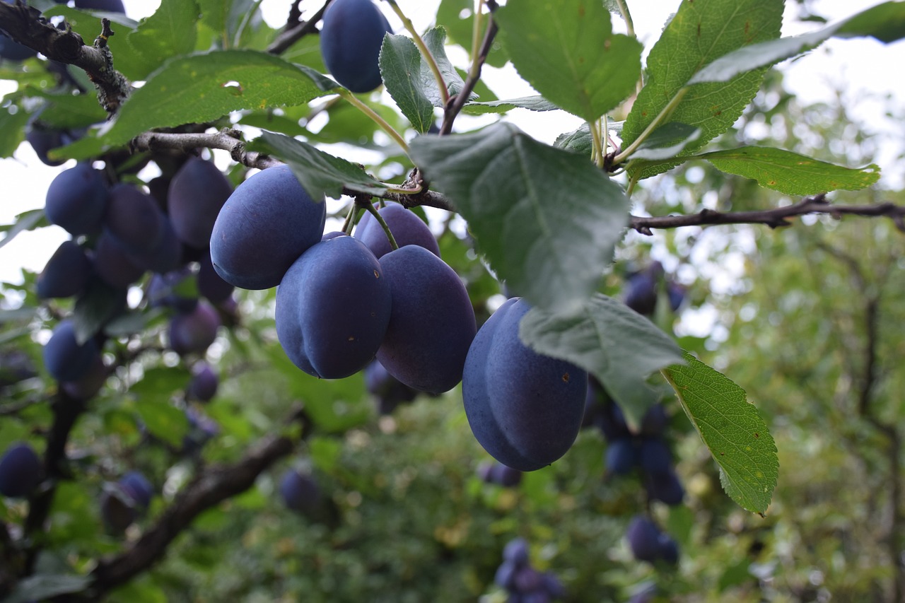 plum  garden  tree free photo