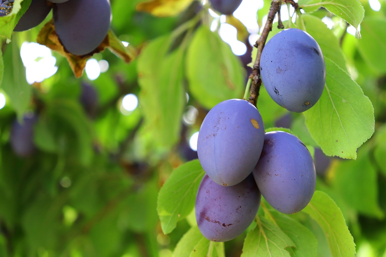 plum  fruit  branch free photo