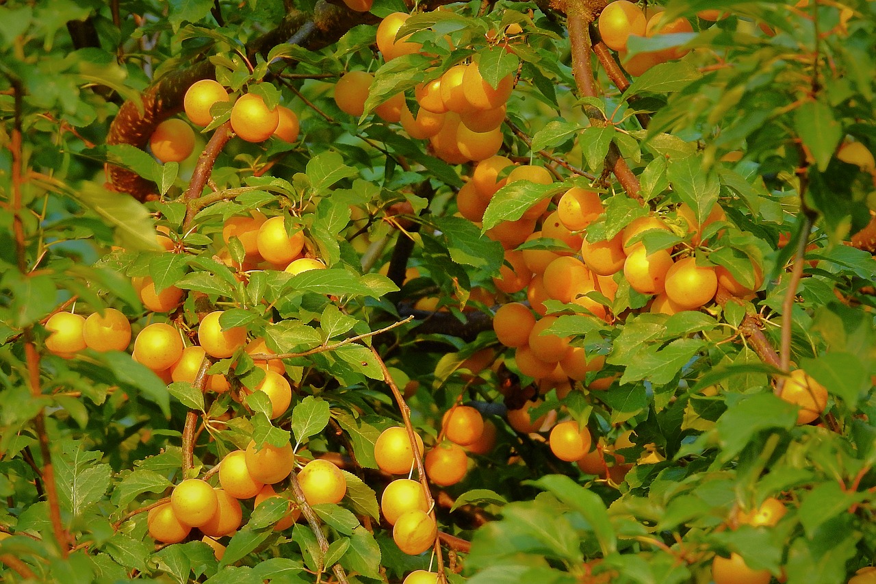 plum  fruit  yellow free photo